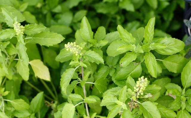 Discover the Health and Beauty Secrets of Thulasi Powder