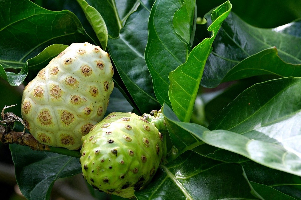 Health benefits of noni leaves hotsell