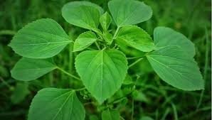 The Health Benefits of Kuppaimeni Powder: Nature’s Healing Gift