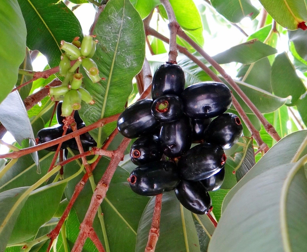 The Health Wonders of Navalkottai Juice: A Refreshing Elixir