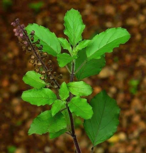 The Power of Thulasi Capsules: Nature’s Remedy for Modern Lifestyles