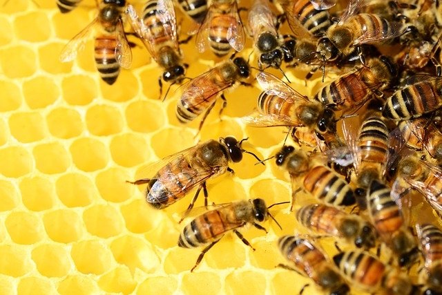 The Sweet Story of Forest Honey: Nature’s Golden Elixir