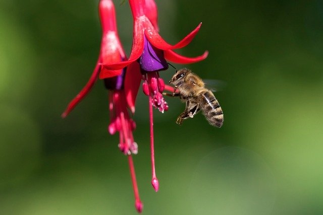 The Sweet Wonders of Multiflora (Wildflower) Honey