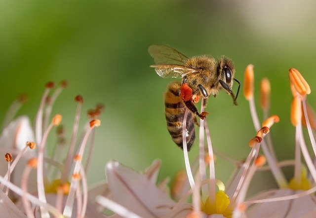 The Wonders of Forest Honey: Nature's Sweet Elixir