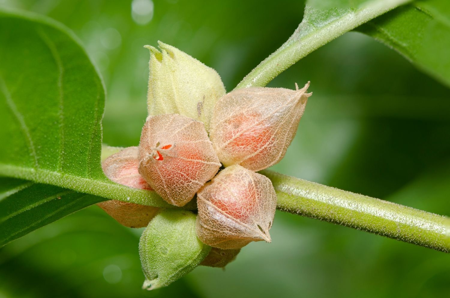 Unlocking the Health Benefits: The Medicinal Properties of Ashwagandha