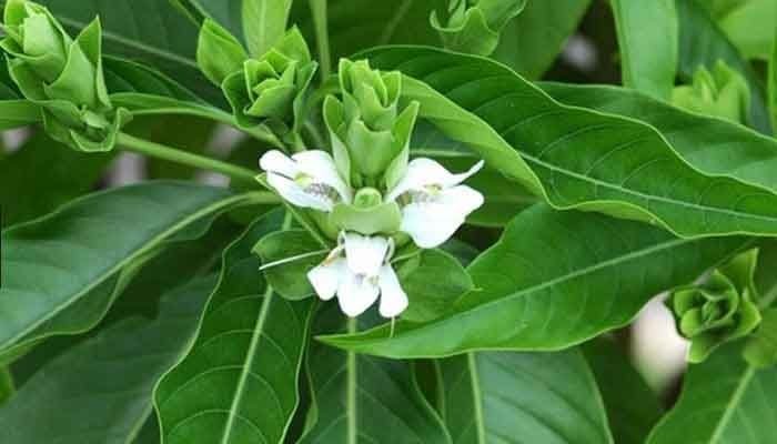 Unlocking the Power of Adathodai Powder: Nature's Respiratory Remedy