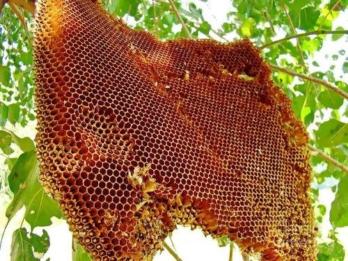 Unveiling the Sweet Secrets of Forest Honey